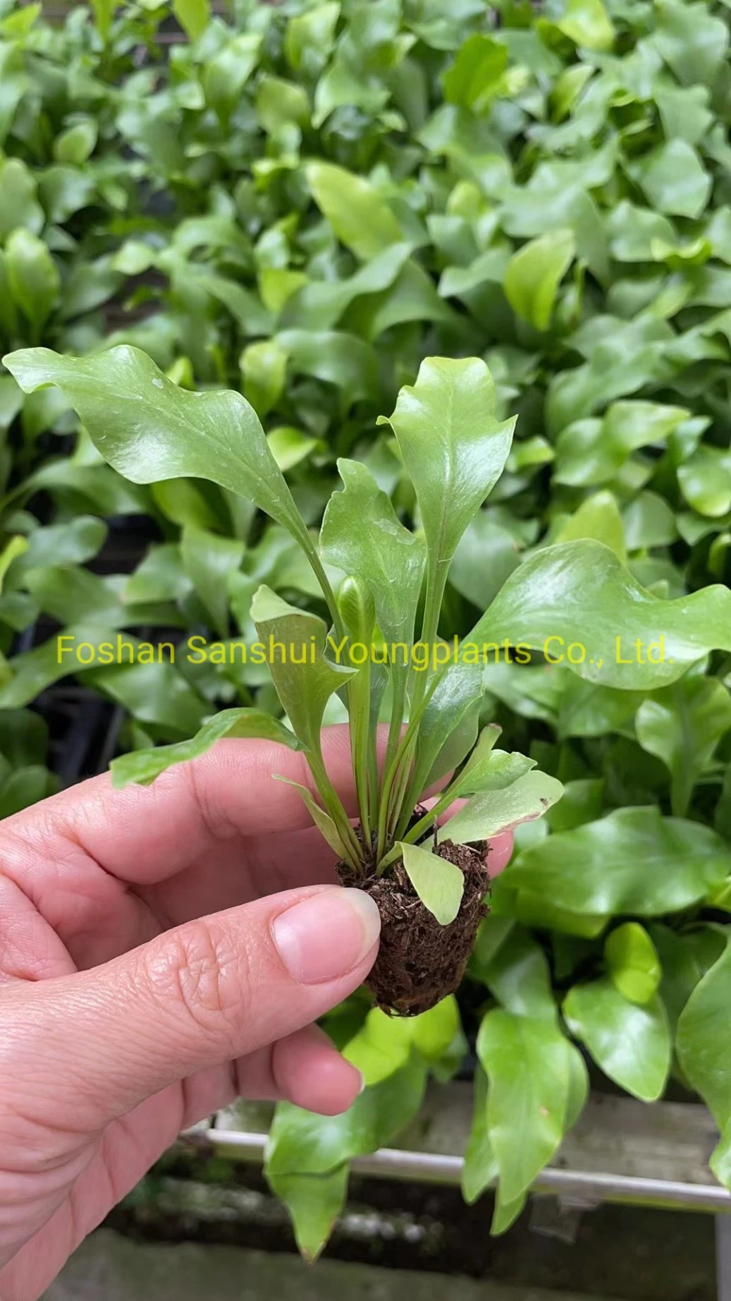 Fern Neottopteris Tray Plug Natural Live Indoor Plant
