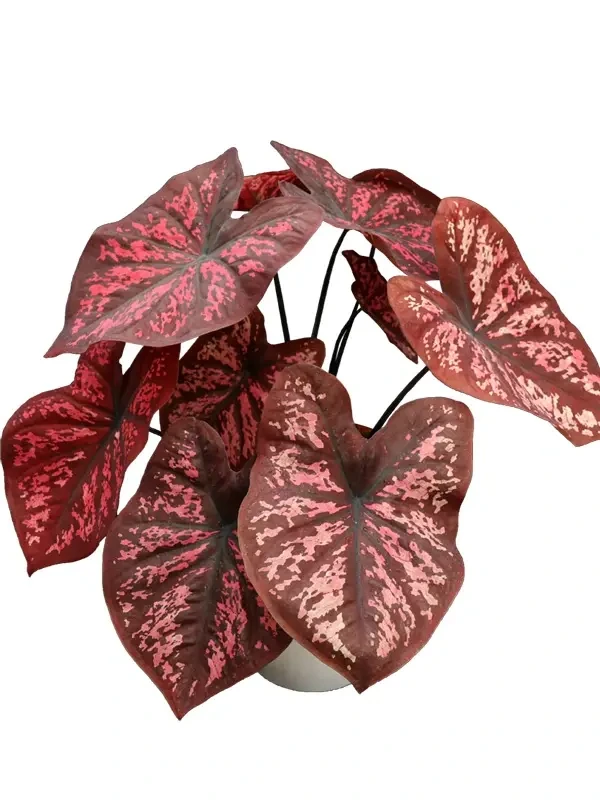Foshan Youngplants - Caladium Black Knight Natural Live Plants Wholesale Tissue Culture Only Caladium 1