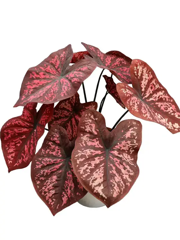 aglaonema white stem | Youngplants
