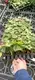 Best live caladium plants for sale Suppliers | Youngplants 2