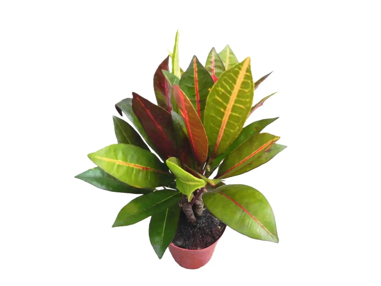 Foshan Youngplants - Codiaeum Variegatum Petra Bonsai Flower Tray Natural Live Indoor Plant Woody&Shrubs 1