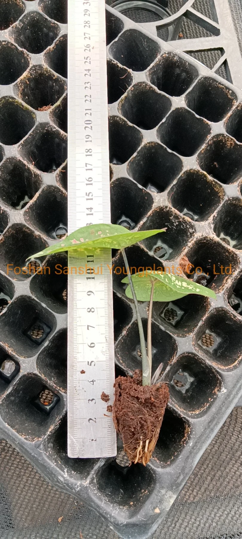 Top live caladium plants Manufacturers | Youngplants 5