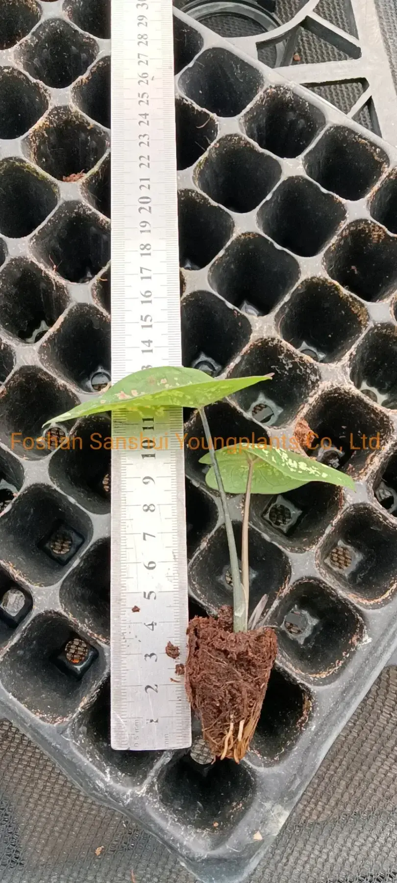 Best live caladium plants for sale Suppliers | Youngplants 3