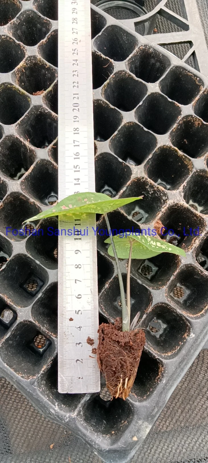 Caladium Black Knight Natural Live Plants Wholesale Tissue Culture Only