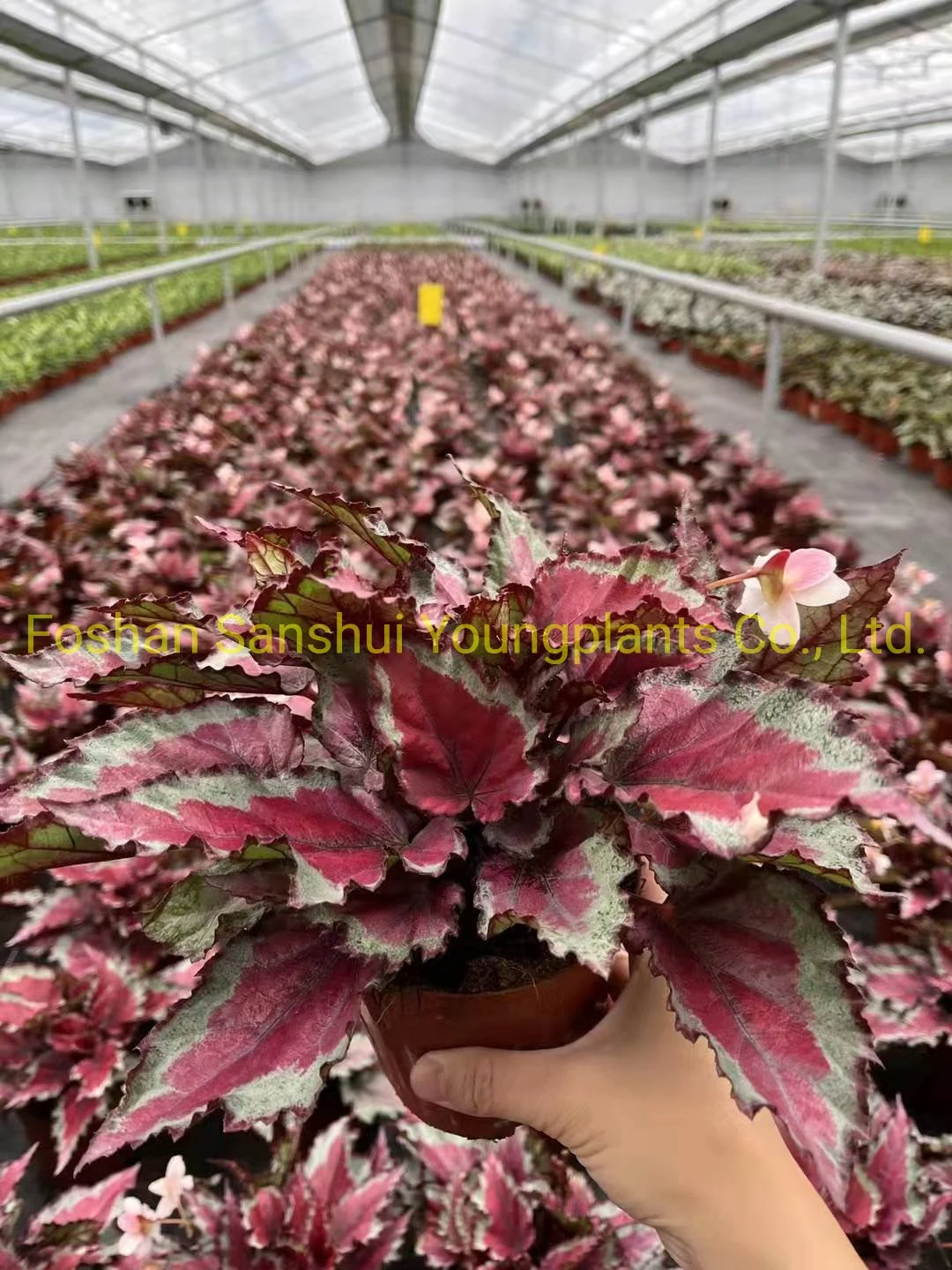 Производитель бегоний на заказ | Youngplants 8