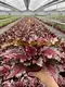 Youngplants | Best begonia care Suppliers 2