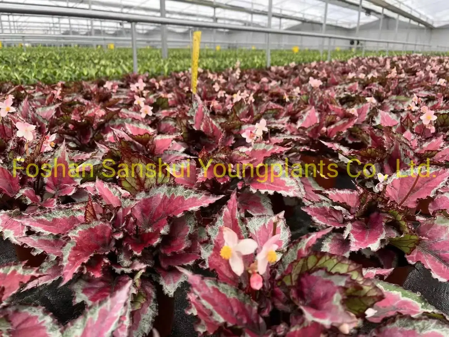 Youngplants | Best begonia care Suppliers 4