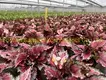 Youngplants | Best begonia care Suppliers 4