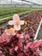 Youngplants | Best begonia care Suppliers 3