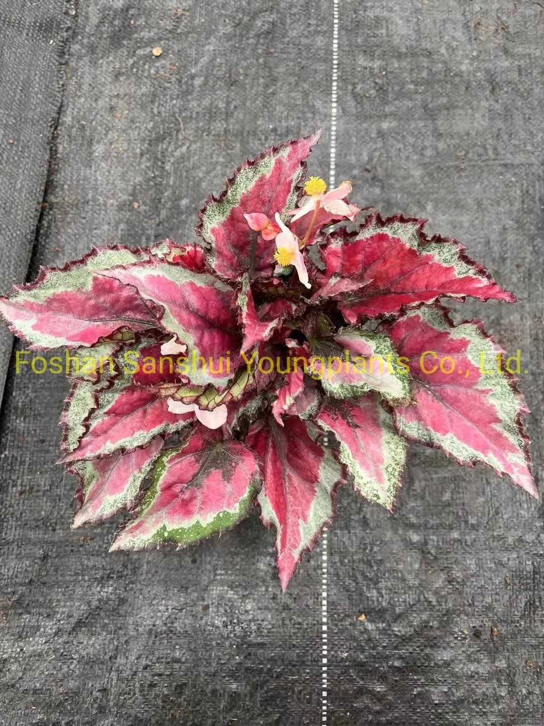 Производитель бегоний на заказ | Youngplants 7