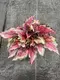 Youngplants | Best begonia care Suppliers 6