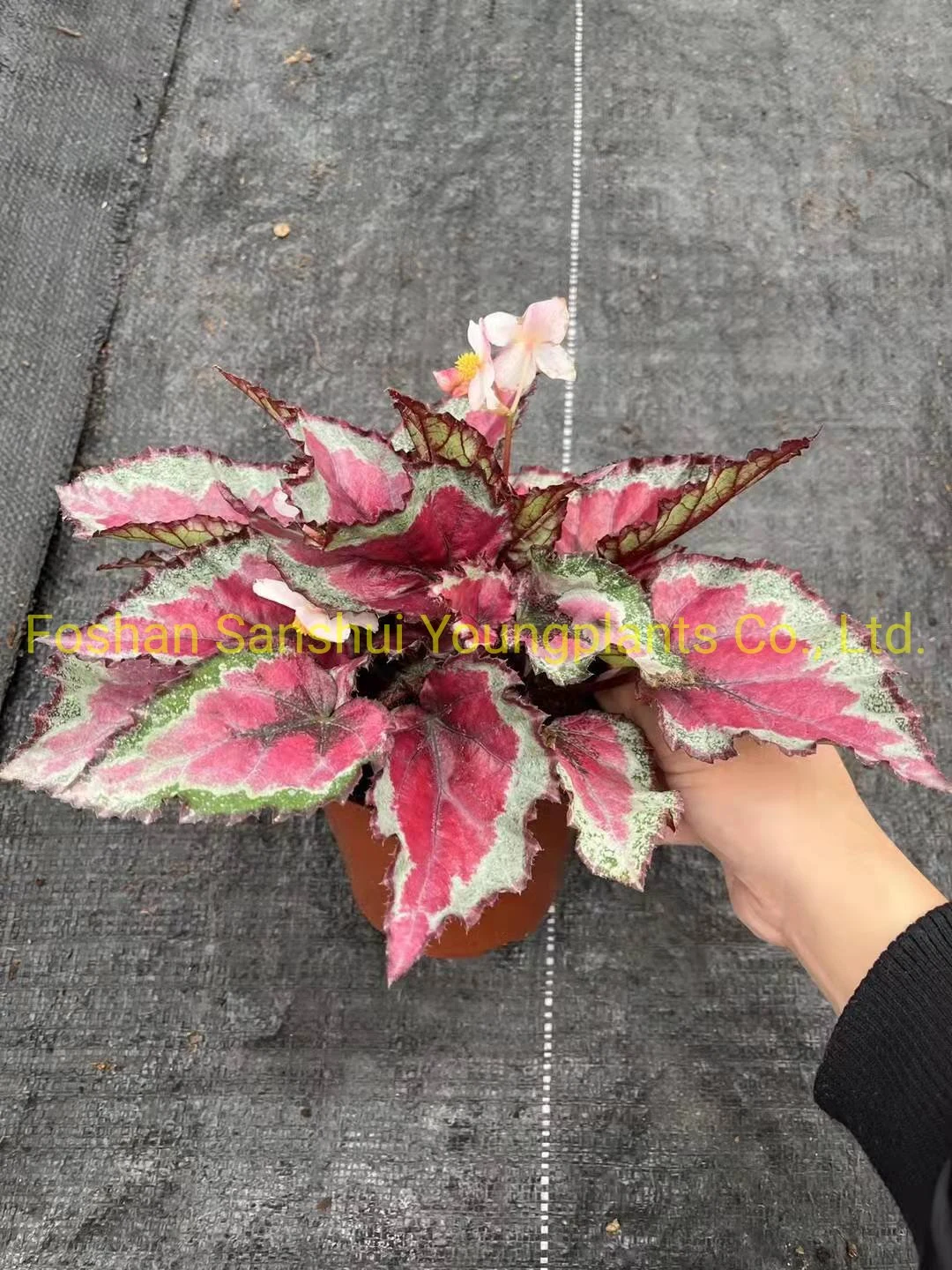 Производитель бегоний на заказ | Youngplants 9