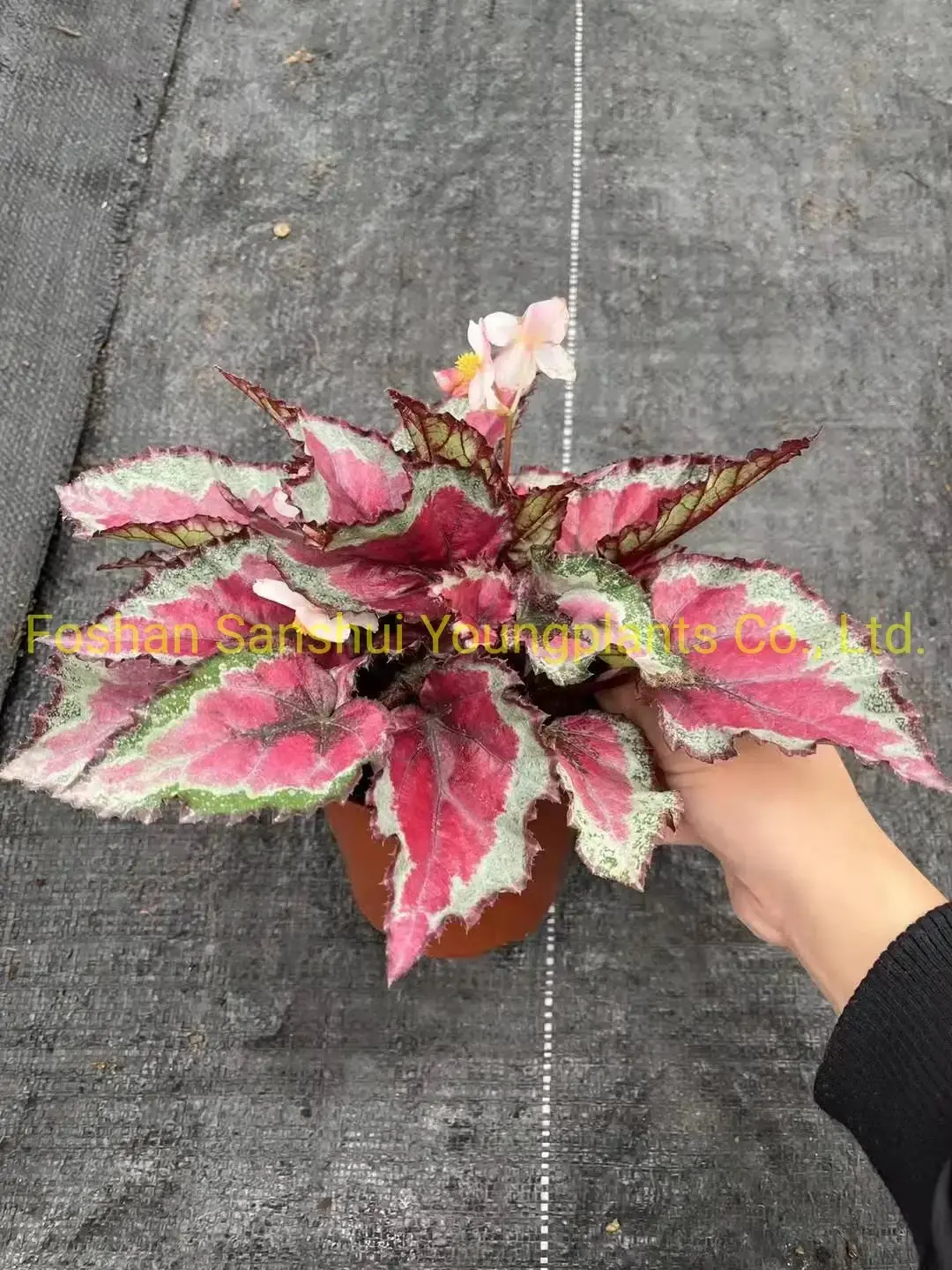 Youngplants | Best begonia care Suppliers 5