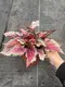 Youngplants | Best begonia care Suppliers 5