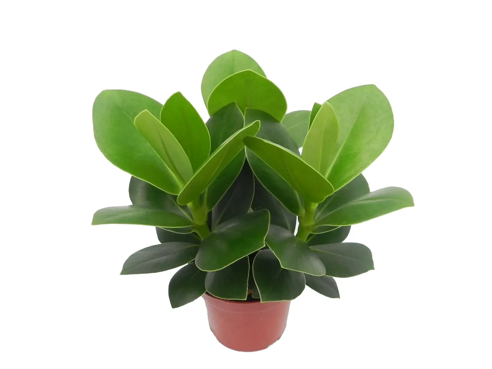 Foshan Youngplants - Clusia Rosea Nuesery Wholesale Young Plants Products Clusia 1