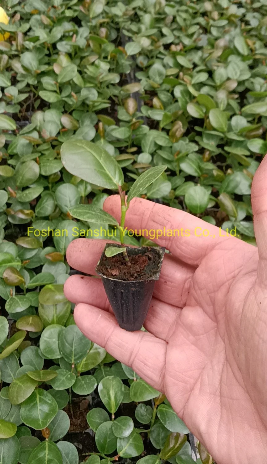 Coccoloba Uvifera Tissue Culture Young Plant Wholesale Import From China