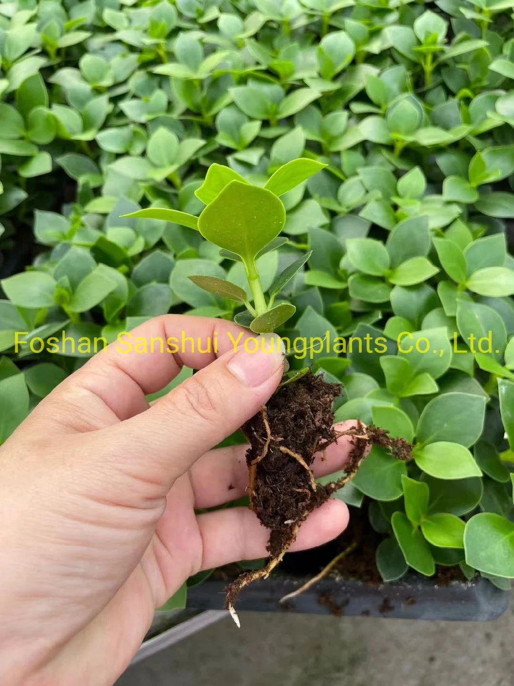 Clusia Rosea Nuesery Wholesale Young Plants Products