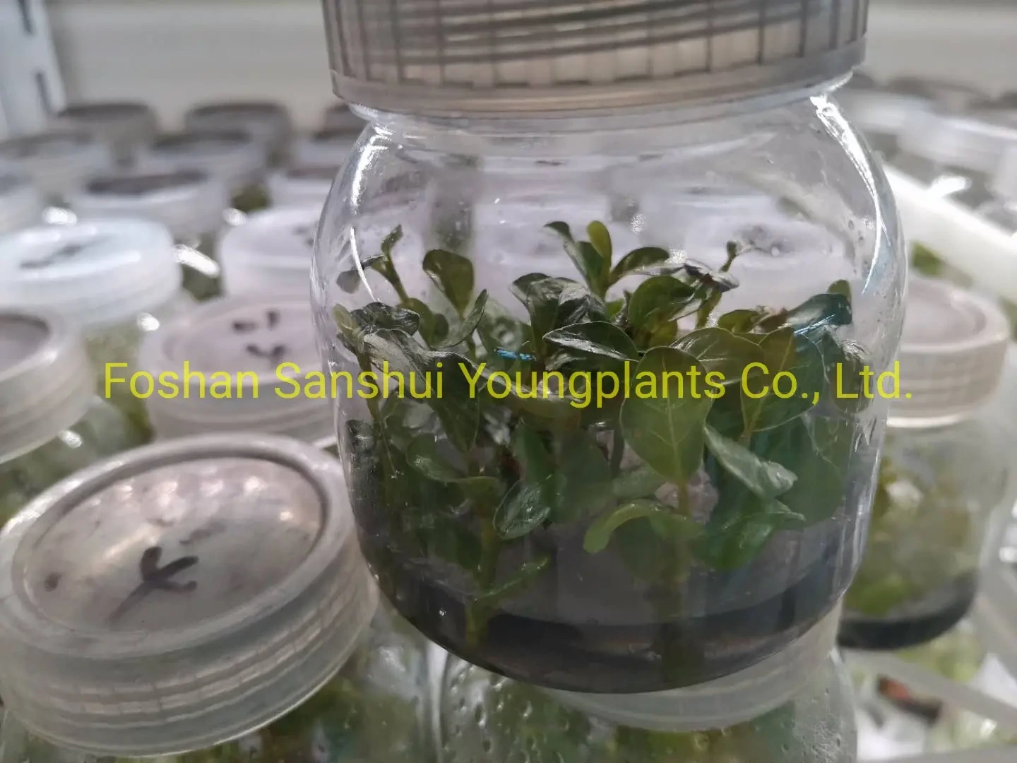 Foshan Youngplants - Coccoloba Uvifera Tissue Culture Young Plant Wholesale Import From China Coccoloba 1
