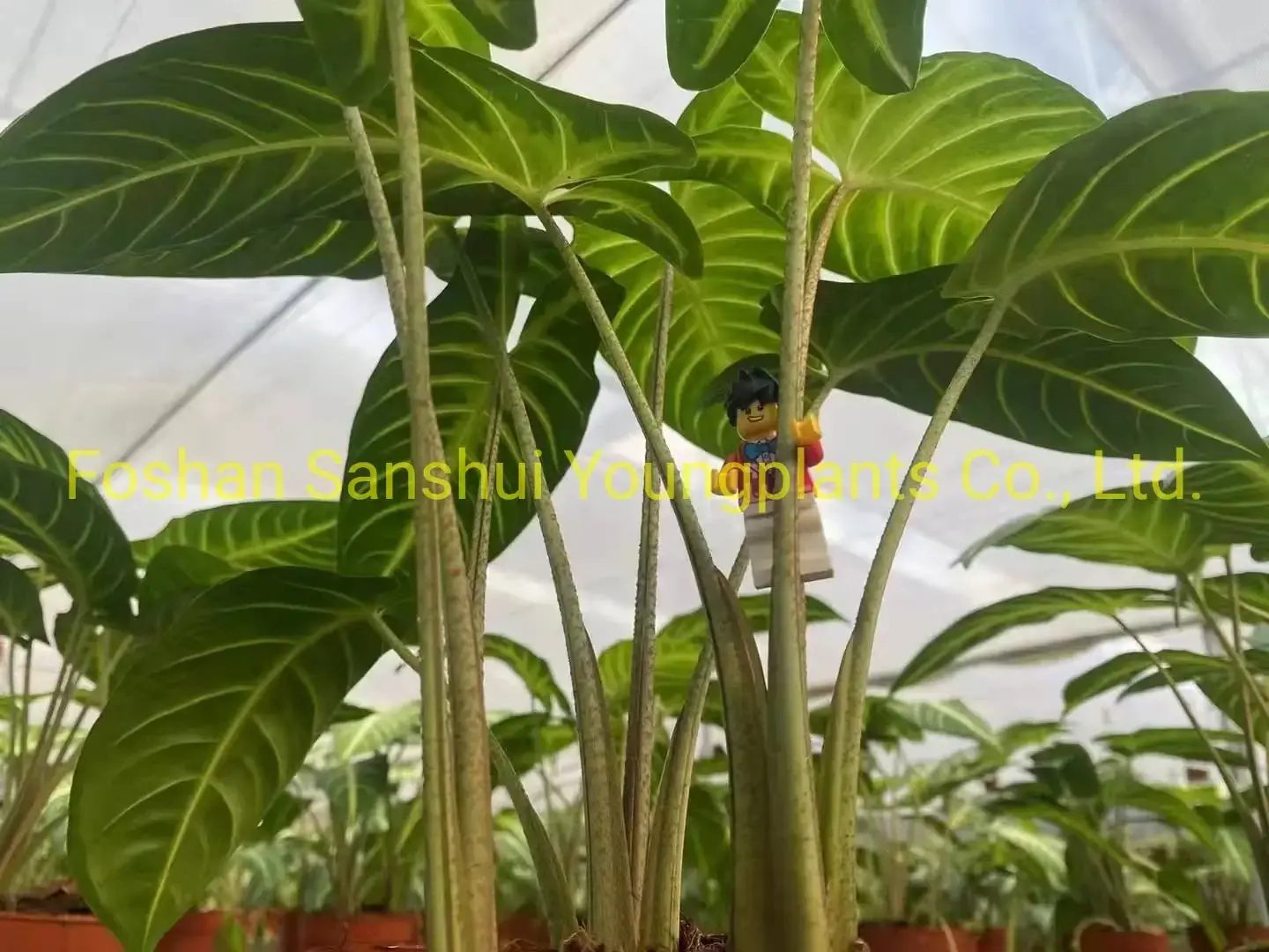 Xanthosoma Magnificum Tray Plants - Multi-functional & Customizable 5