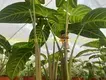 Xanthosoma Magnificum Tray Plants - Multi-functional & Customizable 5