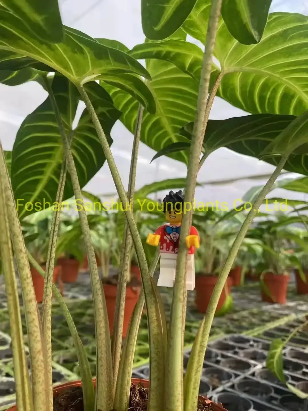 Xanthosoma Magnificum Tray Plants - Multi-functional & Customizable 4