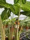 Xanthosoma Magnificum Tray Plants - Multi-functional & Customizable 4