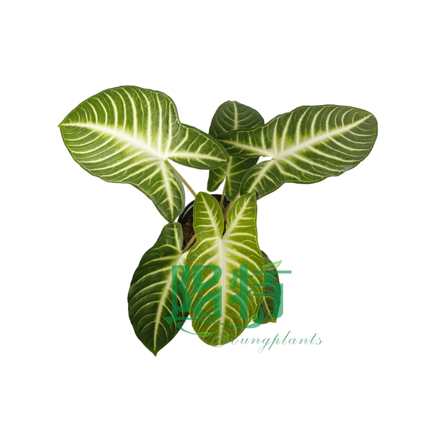 Νεαρά φυτά | φυτό ξανθόσωμα 7