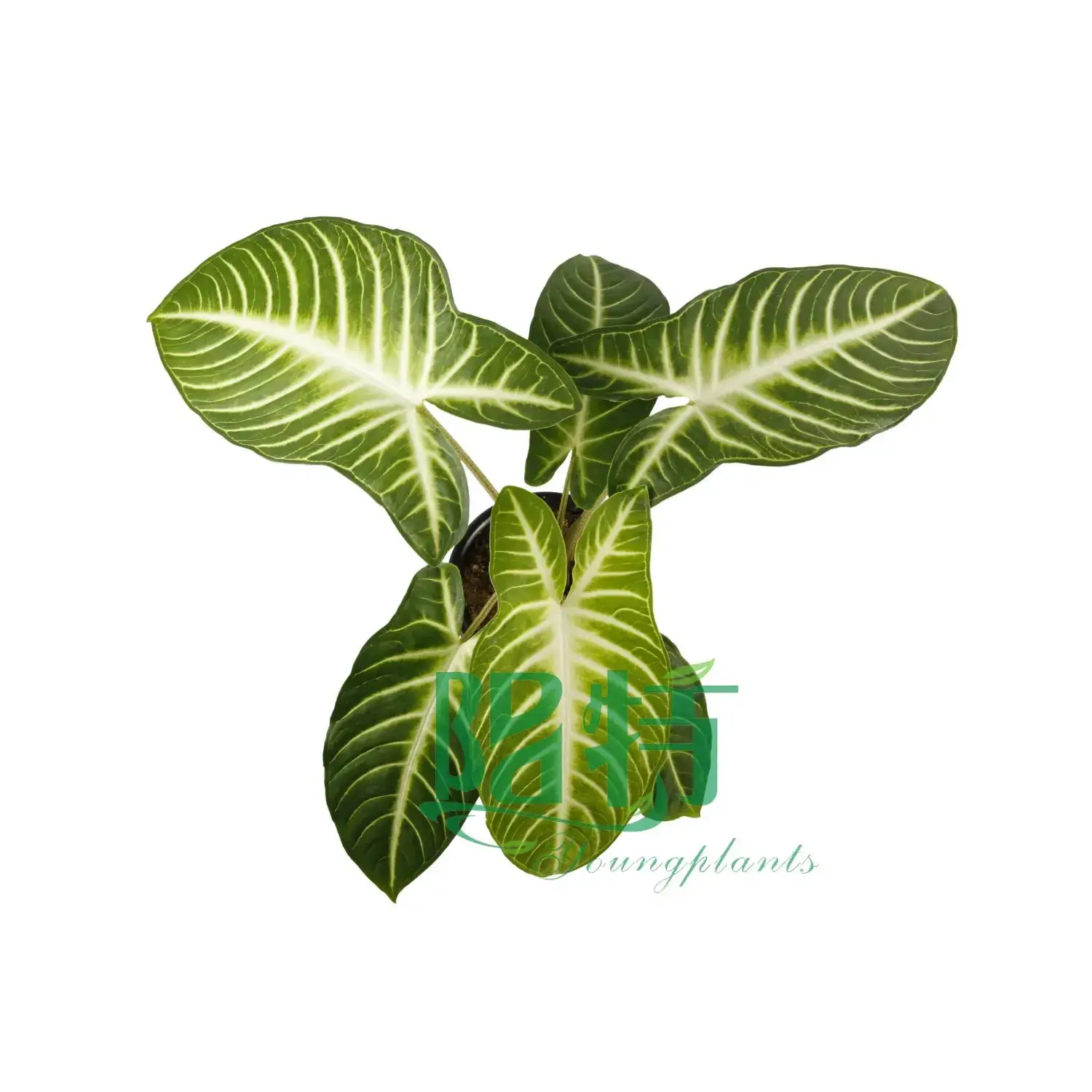 Xanthosoma Magnificum Tray Plants - Multi-functional & Customizable 2