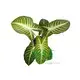 Xanthosoma Magnificum Tray Plants - Multi-functional & Customizable 2