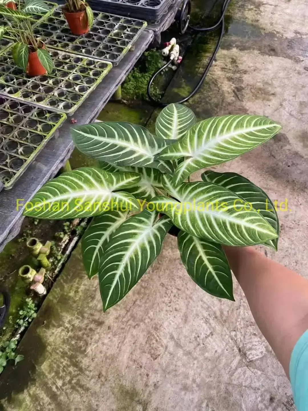 Xanthosoma Magnificum Tray Plants - Multi-functional & Customizable 3