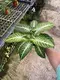 Xanthosoma Magnificum Tray Plants - Multi-functional & Customizable 3