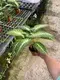 Xanthosoma Magnificum Tray Plants - Multi-functional & Customizable 6