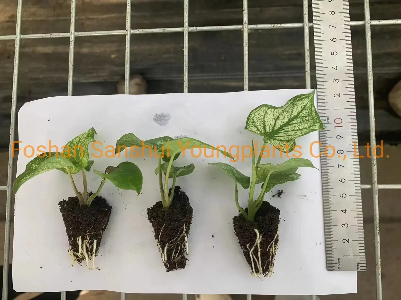 Caladium Tissue Culture Plug Tray - Live Caladium Plants for Sale 6