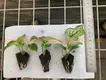 Caladium Tissue Culture Plug Tray - Live Caladium Plants for Sale 6