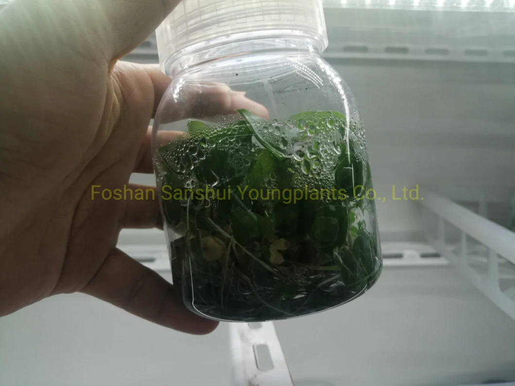 Caladium Tissue Culture Plug Tray Popular Indoor Live Plant