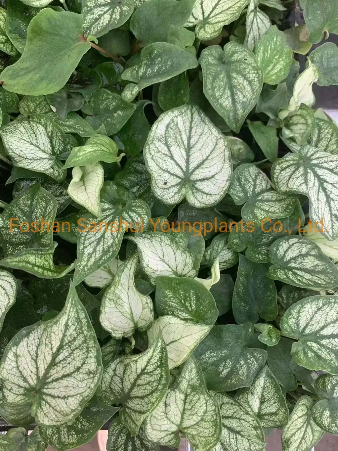 Caladium Tissue Culture Plug Tray - Live Caladium Plants for Sale 4