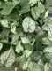Caladium Tissue Culture Plug Tray - Live Caladium Plants for Sale 4