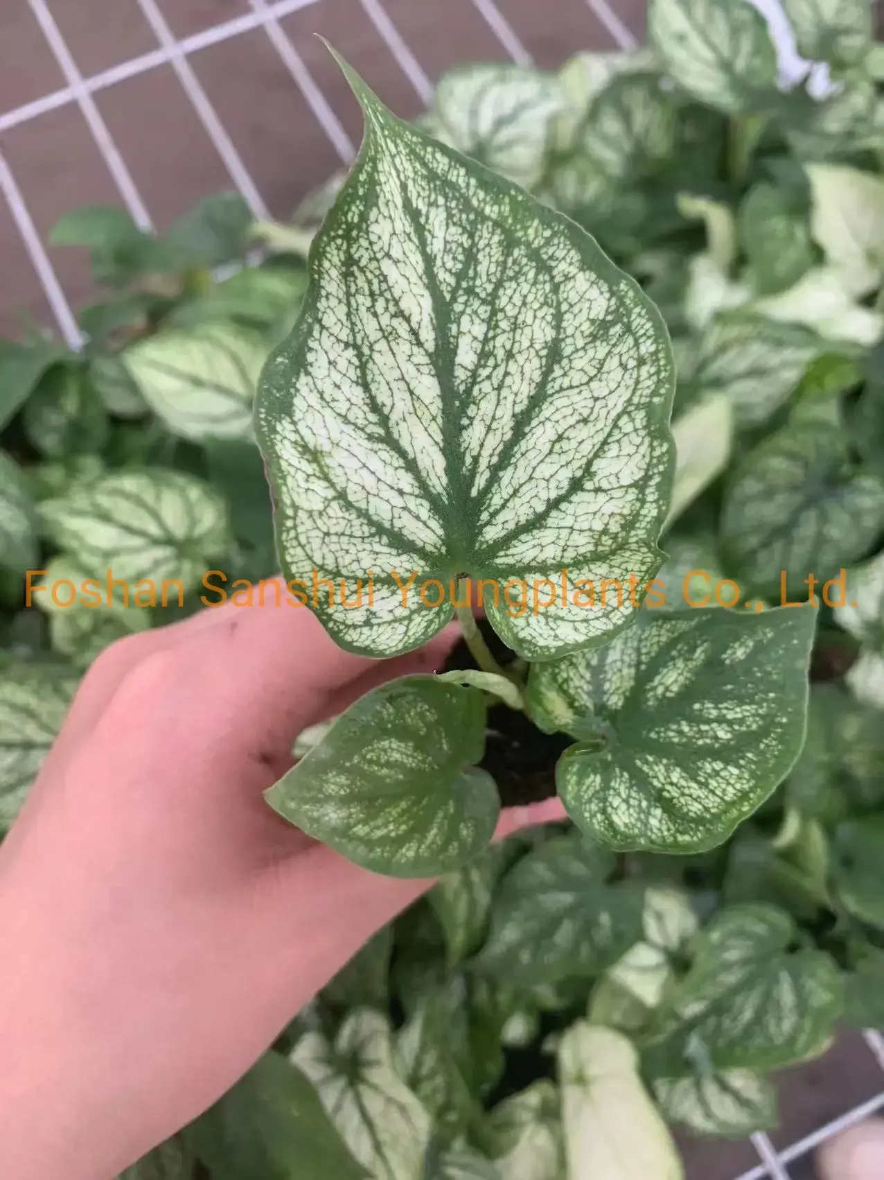 Caladium Tissue Culture Plug Tray - Live Caladium Plants for Sale 2