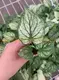 Caladium Tissue Culture Plug Tray - Live Caladium Plants for Sale 2