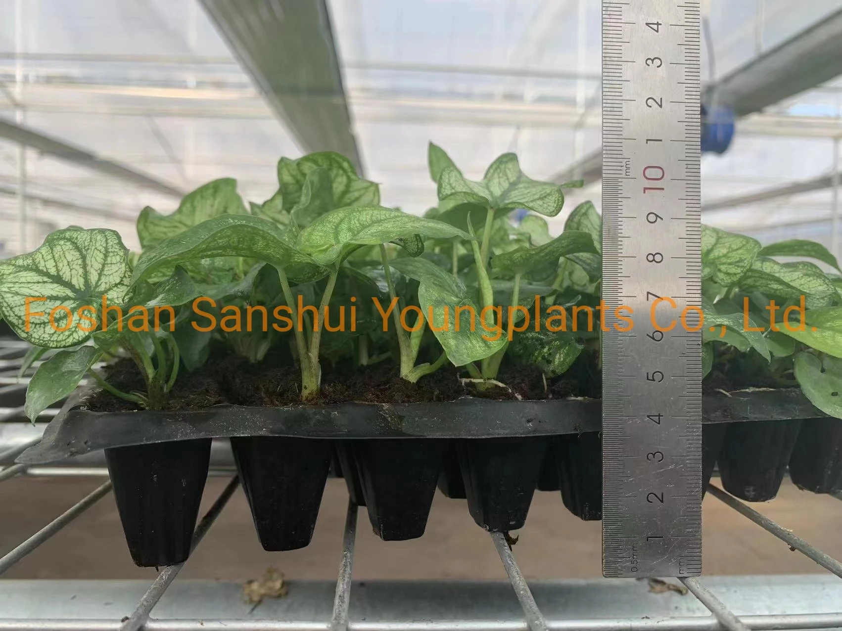 Youngplants | caladium live plant 7