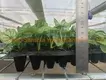 Caladium Tissue Culture Plug Tray - Live Caladium Plants for Sale 5