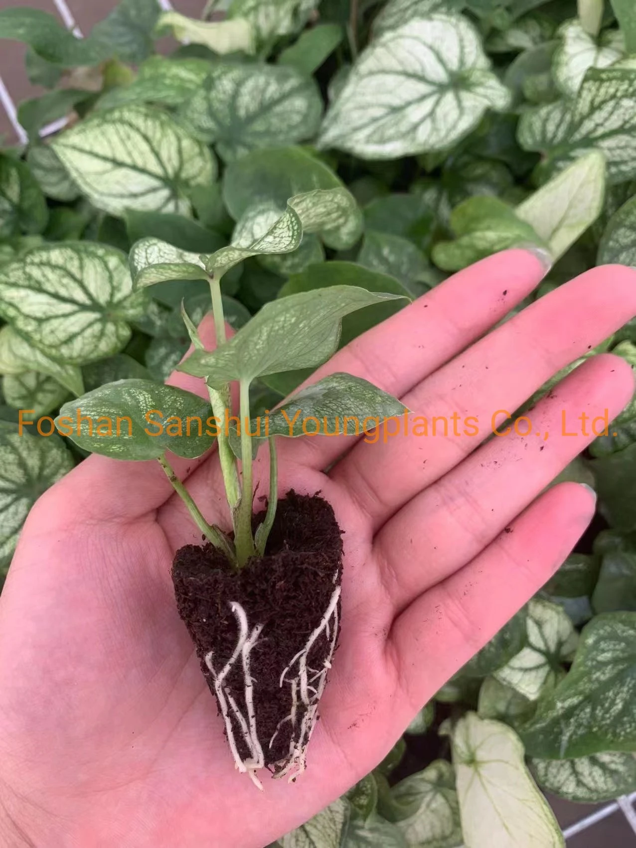 Youngplants | caladium live plant 8