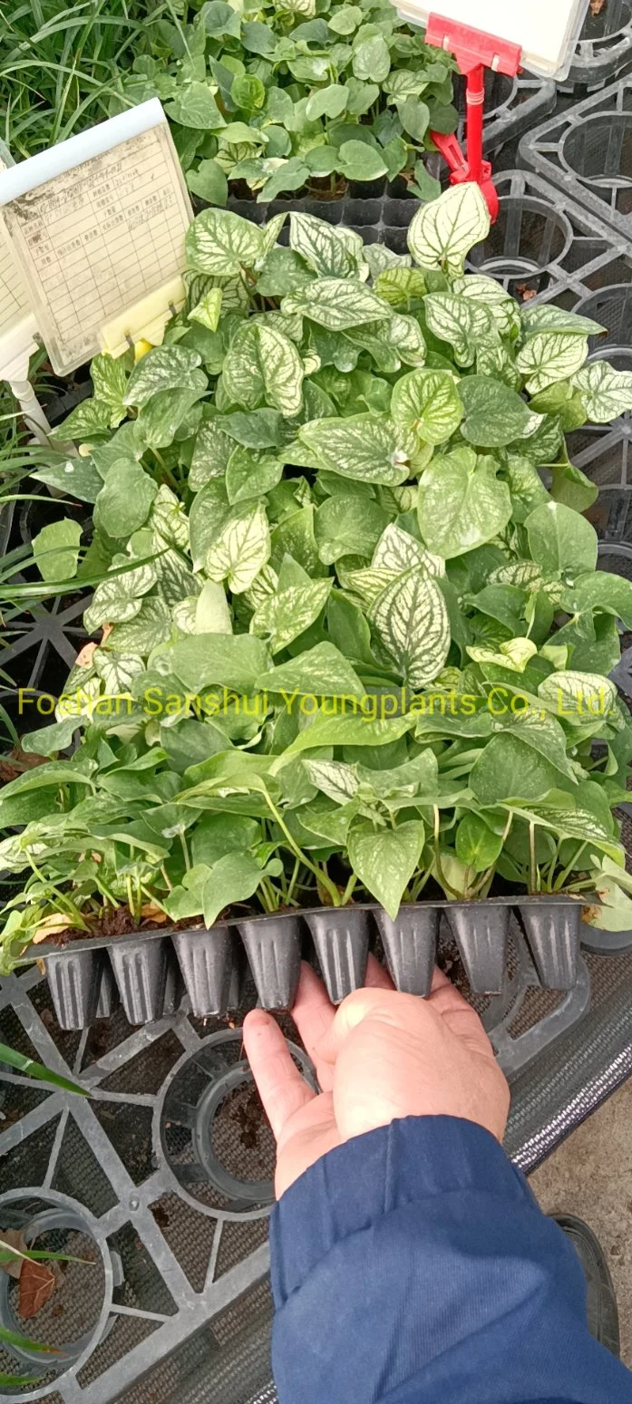 Caladium Tissue Culture Plug Tray Popular Indoor Live Plant