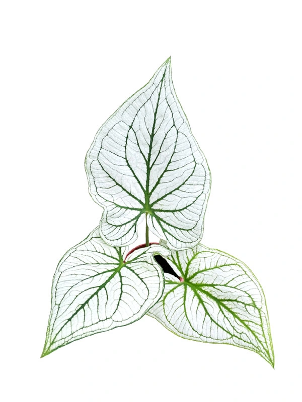 aglaonema frosted ghost | Youngplants