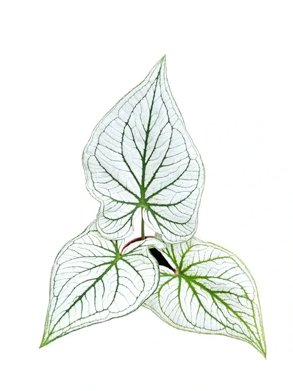 Foshan Youngplants - Caladium Tissue Culture Plug Tray Popular Indoor Live Plant Caladium 1