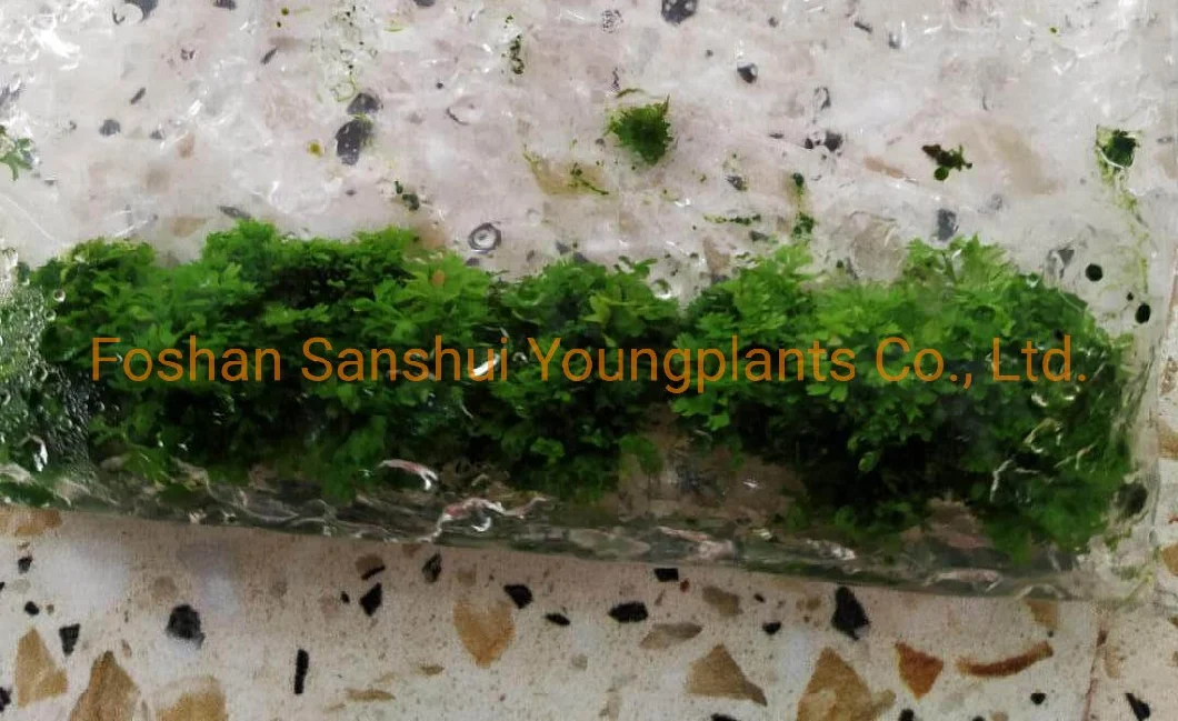 Fern Humata Tray Tissue Culture Young Live Natural Plant for Gardening