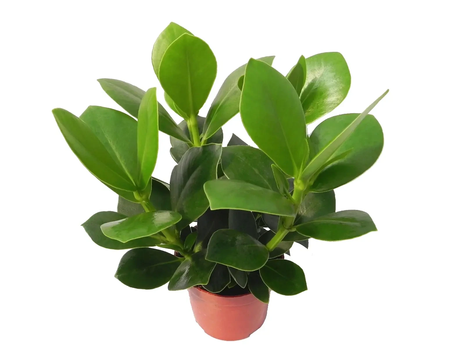 Foshan Youngplants - Clusia Rosea Queen Wholesale Young Plants Products Clusia 1