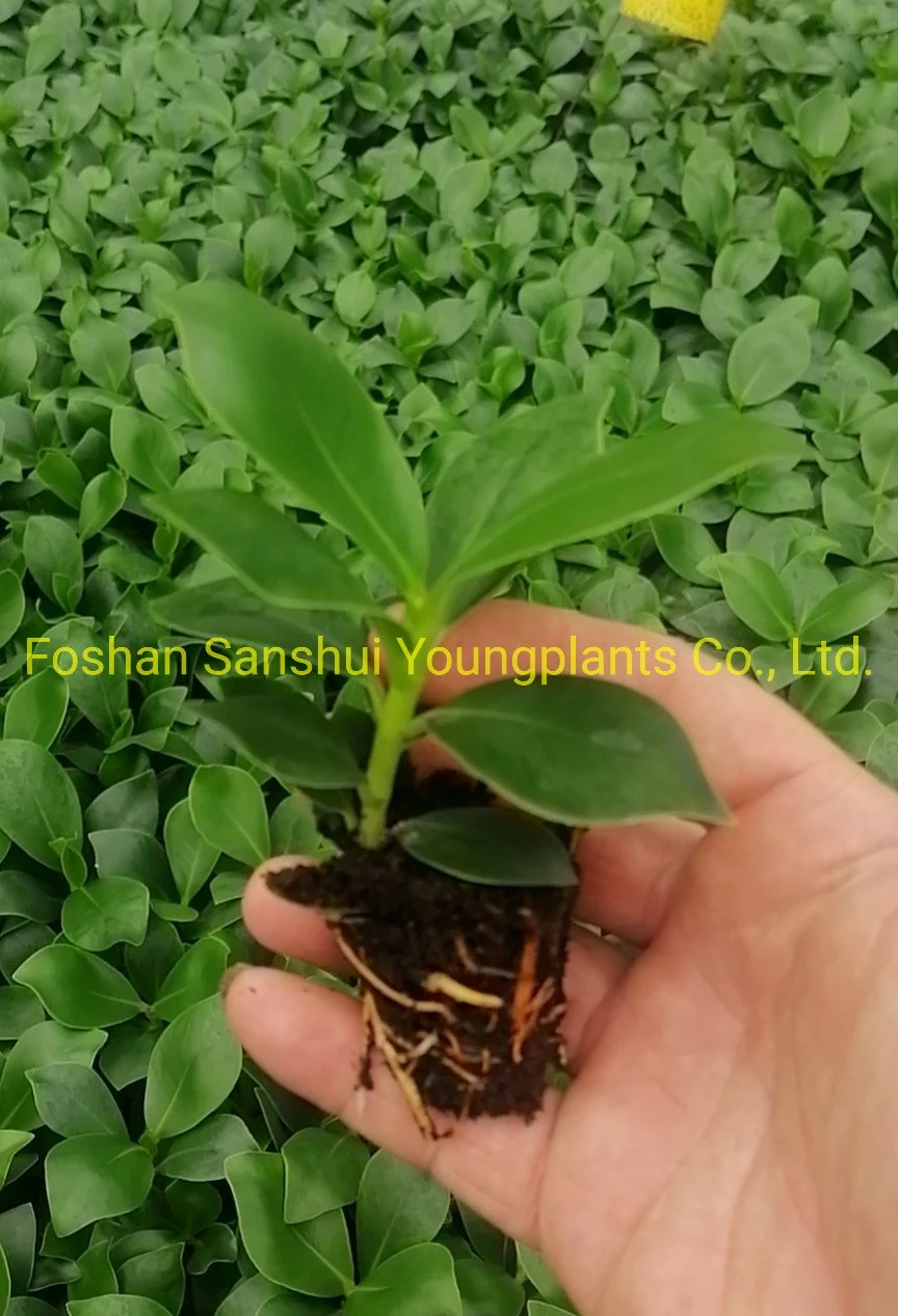 Clusia Rosea Queen Wholesale Young Plants Products