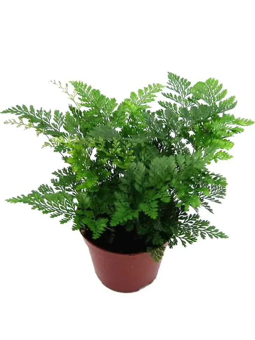 Foshan Youngplants - Fern Humata Tray Tissue Culture Young Live Natural Plant for Gardening Fern 1