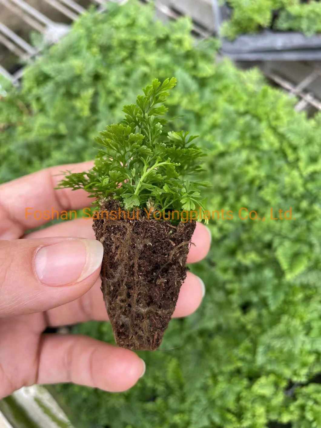 Fern Humata Tray Tissue Culture Young Live Natural Plant for Gardening